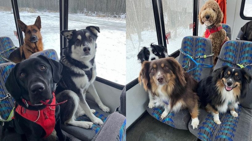 Cães sobem a bordo do miniônibus e são afivelados ao banco durante a viagem