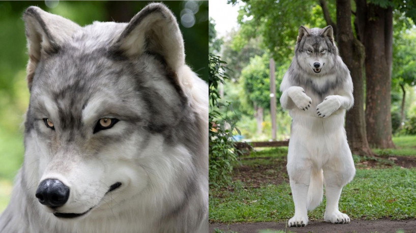 Homem gastou mais de 120 mil reais para fazer fantasia realista e se parecer com lobo