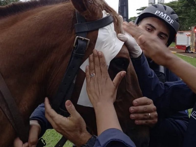 ASSISTA: Bolsonarista mata cruelmente cavalo, filma e joga culpa no Lula -  Ultima Hora Online