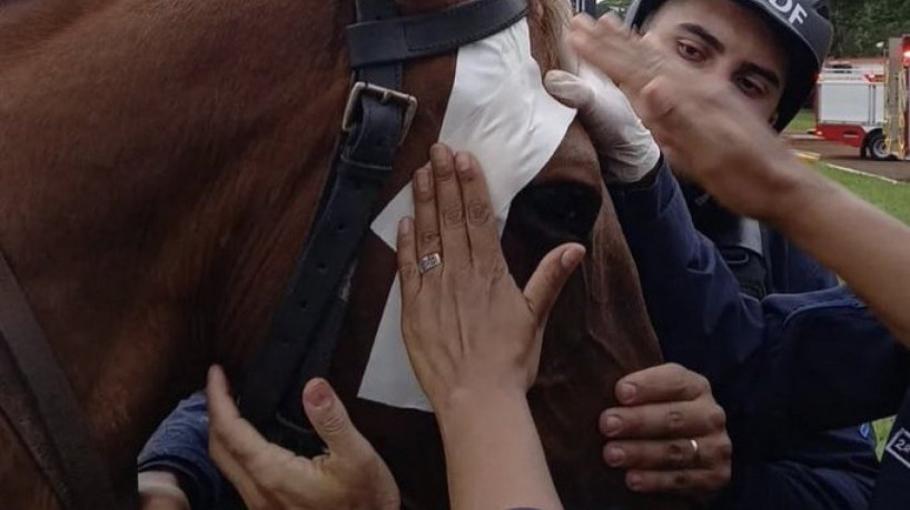 Cavalo fica machucado durante ato terrorista em Brasília 