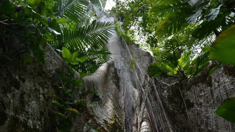 Na Ilha do Combu há cacaueiros, pés de açaí, cupuaçu, pupunha e diversas árvores amazônicas