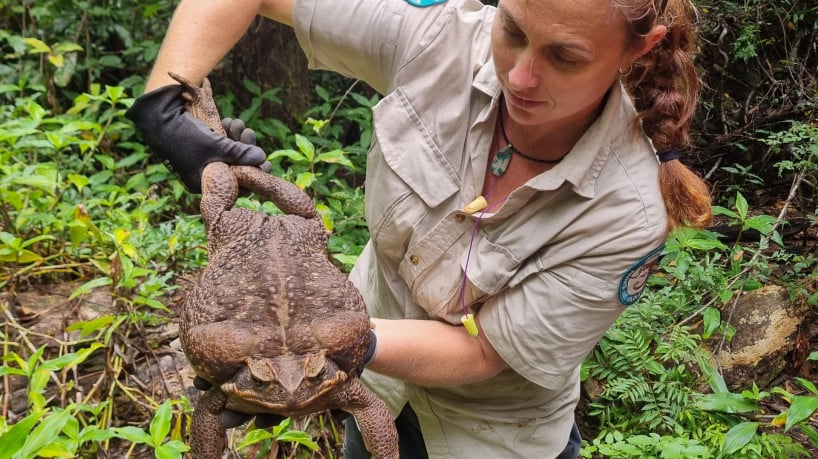 O sapo gigante de 2,7 kg, quase o peso de um bebê recém-nascido, pode quebrar o recorde de exemplar mais pesado já encontrado
