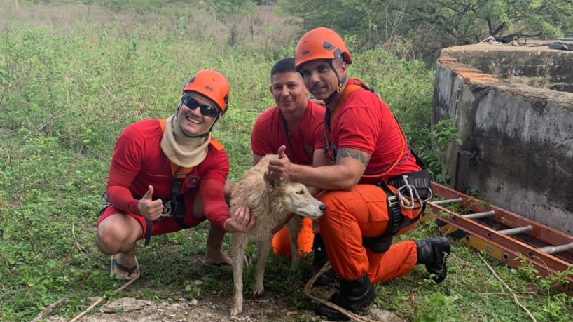 Cachorro Apolo foi um dos animais resgatados pelos Bombeiros no Ceará em janeiro de 2023