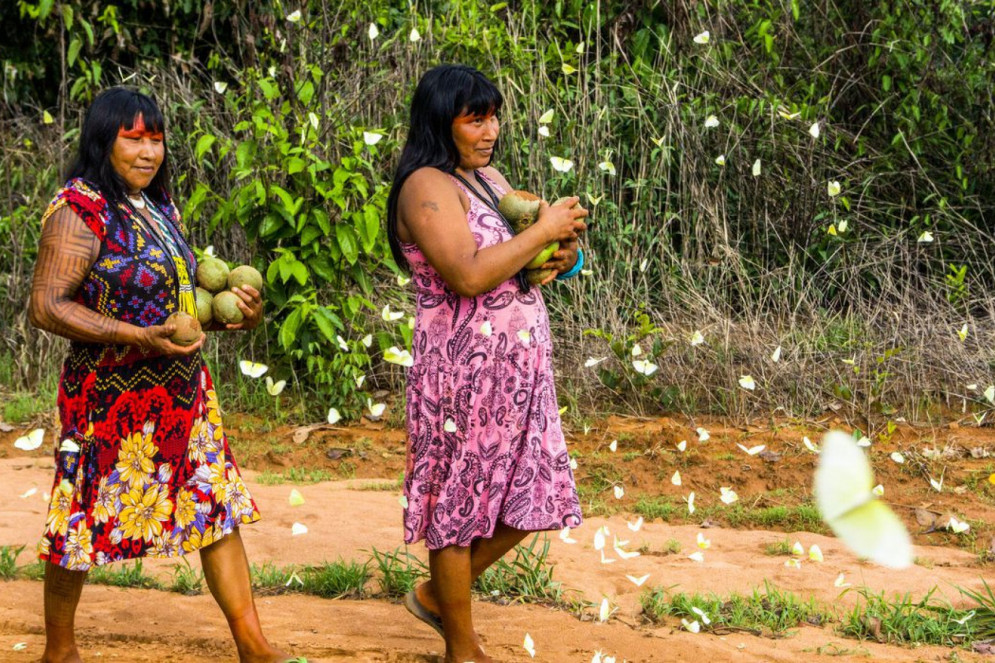 Colheita de pequi na Aldeia Ngôjwêrê dos Kisêdjê, Terra Indígena Wawi(Foto: Rogério Assis/ISA/Equator Initiative/Direitos reservados)