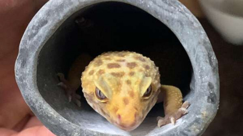 Os animais foram encontrados no bairro Aeroporto, em Fortaleza 