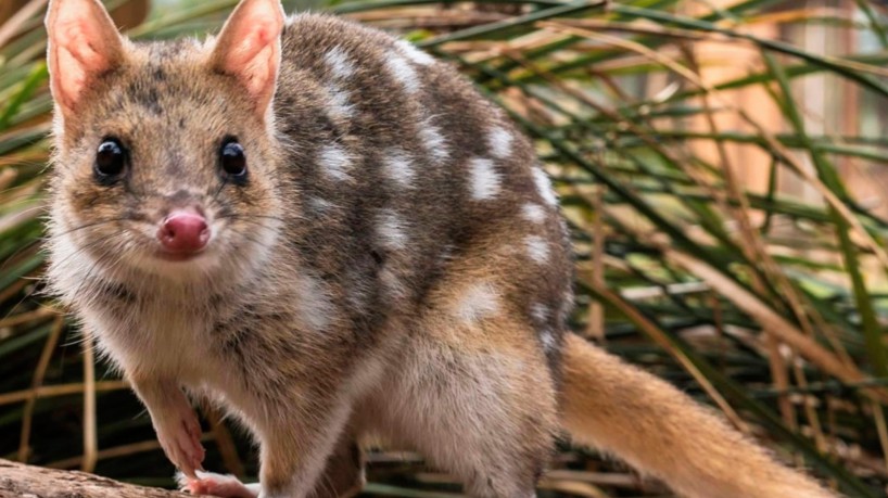 Os quolls-setentrionais são de uma espécie de marsupial, ou seja, que tem uma bolsa onde os filhotes terminam o seu desenvolvimento