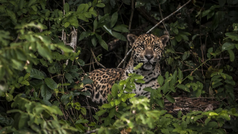 Amazônia: estudo mostra que onças estão em áreas ameaçadas pelo homem