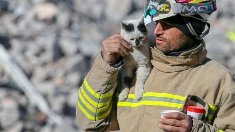 Gato resgatado após terremoto na Turquia é adotado por bombeiro