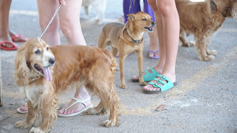 Governo proíbe uso de animais em pesquisas de cosméticos e perfumes