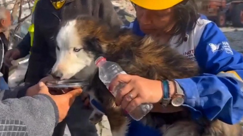 O cachorro foi encontrado na última quarta-feira,1, sob os escombros de um prédio que desabou na Turquia