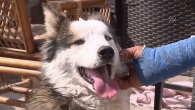 O animal foi encontrado nos escombros após 23 dias soterrado em Hatay, na Turquia