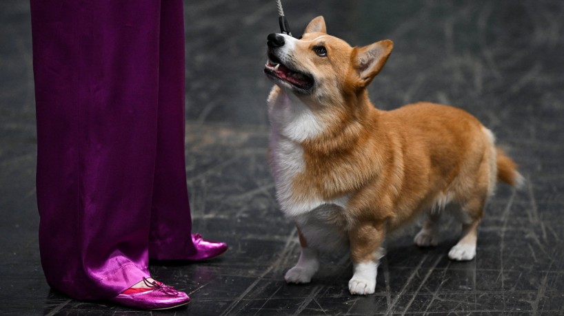 Famosos cães corgis da rainha Elizabeth II são retratados em exposição em Londres