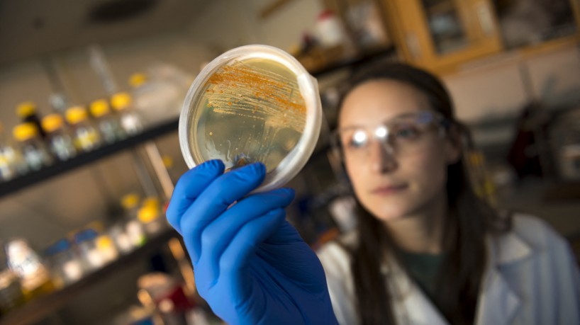 Os pesquisadores coletam sedimentos do fundo do oceano e cultivam os micróbios que encontram no laboratório. Mais de uma década de trabalho rendeu duas drogas anticancerígenas, uma para câncer de pulmão e outra para o intratável tumor cerebral glioblastoma. Ambos estão em fase final de ensaios clínicos