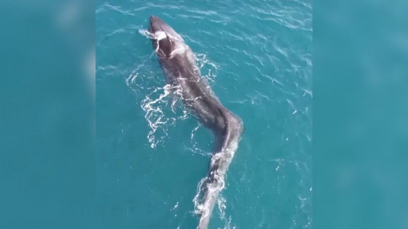 Baleia com grave escoliose foi avistada na costa da Espanha, no último sábado, 11