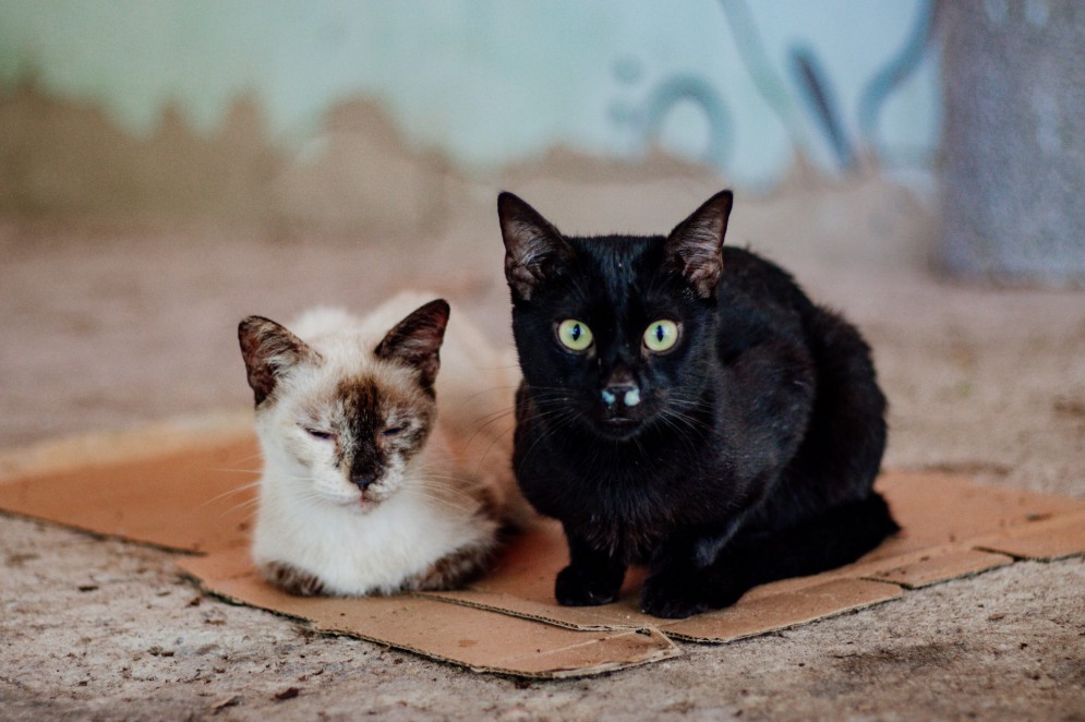 Na foto, animais abandonados no Parque do Cocó, visivelmente doentes(Foto: Samuel Setubal/O POVO)