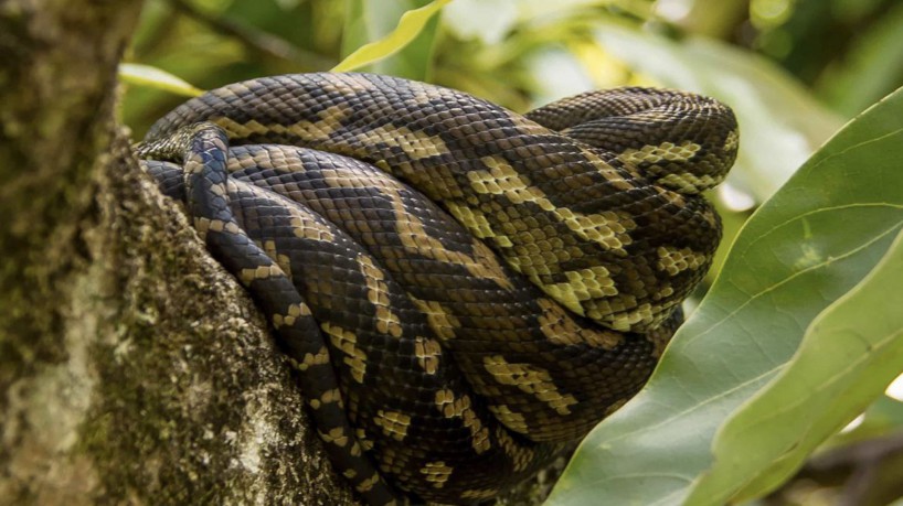 Rio de Janeiro (RJ) - Cobra constritora Píton. Foto: Pixnio/Wikimedia