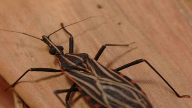 Fotos do inseto Rhodius Brethesi, o Barbeiro, vetor da Doença de Chagas