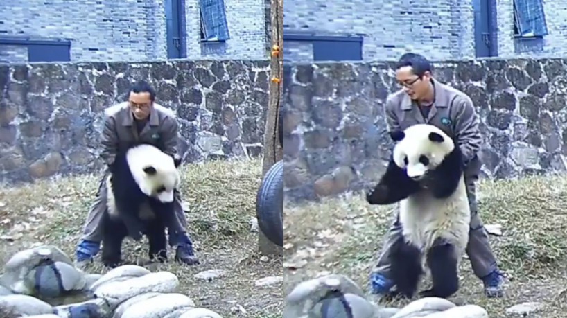 Yang usou a manobra de Heimlich para desengasgar o panda