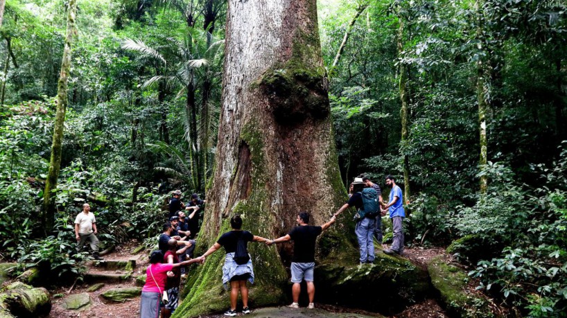 Cachoeiras de Macacu (RJ), 28/03/2023 - Jequitibá-rosa(Cariniana legalis), árvore nativa do Brasil, no Parque Estadual dos Três Picos, Região Serrana do Rio de Janeiro. Foto: Tânia Rêgo/Agência Brasil