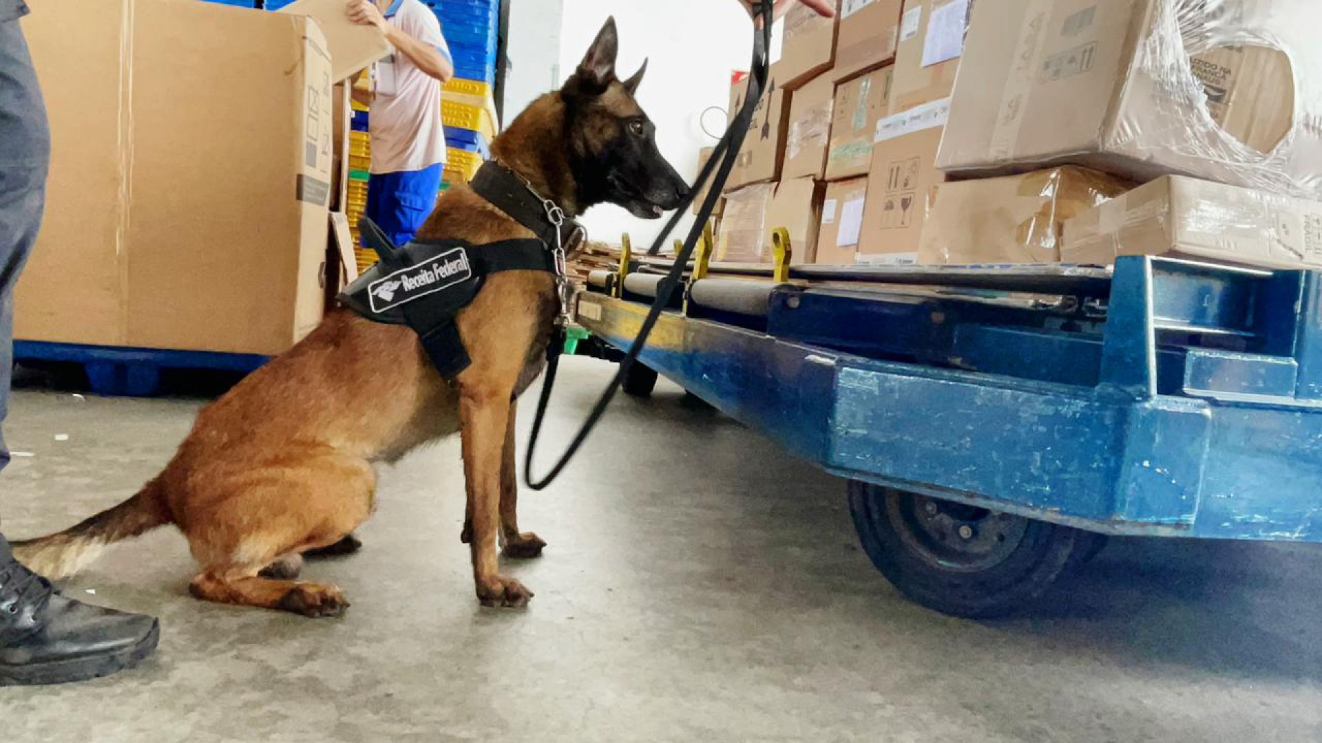 Cão Symon, da Receita Federal, no momento em que identificou os 5 kg de skunk despachados de São Paulo para a cidade de Altaneira, no Ceará. Droga foi avaliada em R$ 70 mil (Foto: DIVULGAÇÃO RECEITA FEDERAL)