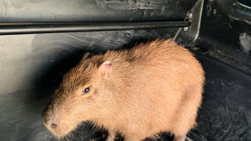 Capivara de 40 kg foi encontrada na manhã dessa quarta-feira, 26, em um posto de saúde em Fortaleza