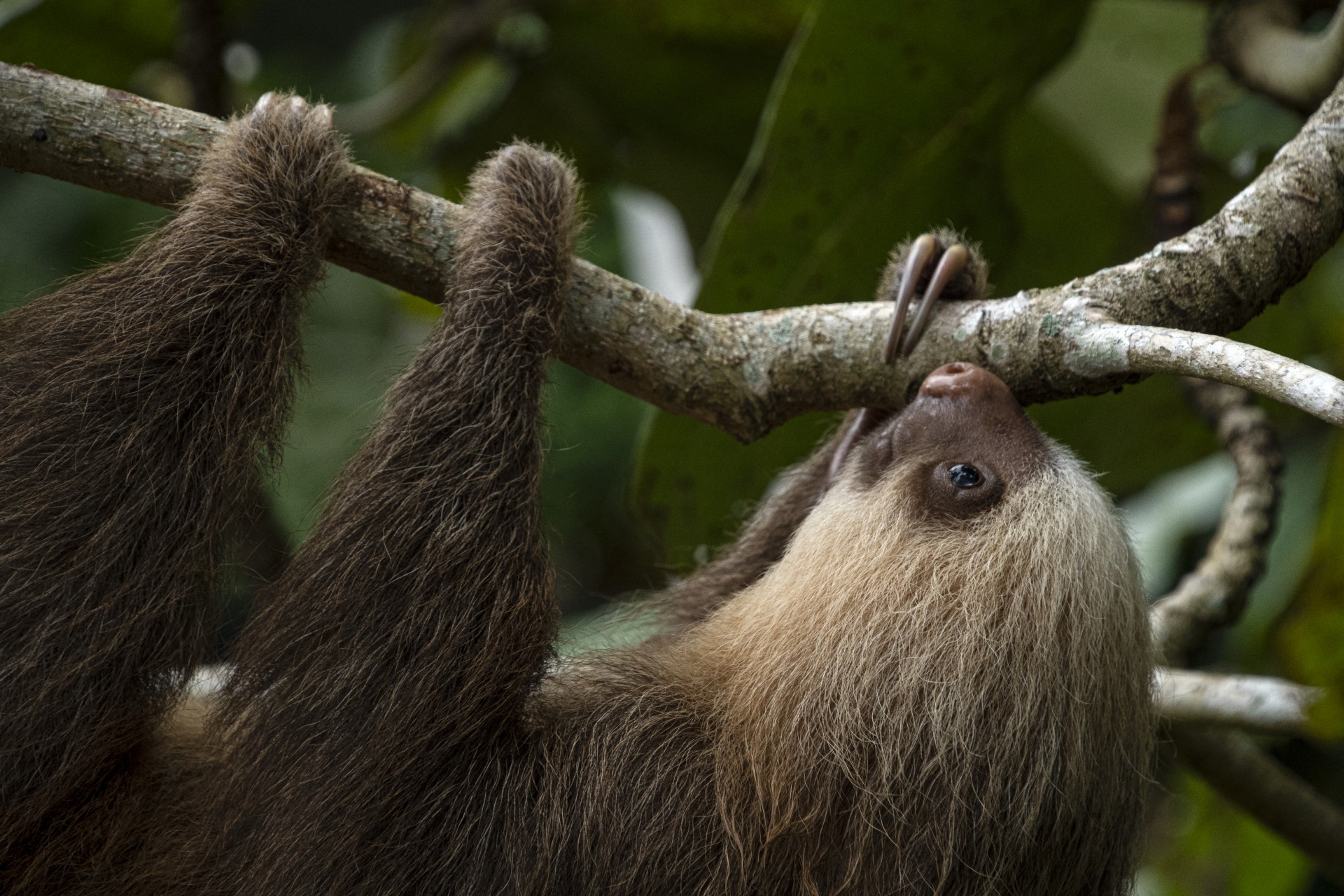 Uma preguiça pendurada em um galho de árvore no Santuário de Preguiças e Abrigo de Resgate em Cahuita, província de Limon, Costa Rica (Foto: EZEQUIEL BECERRA / AFP)