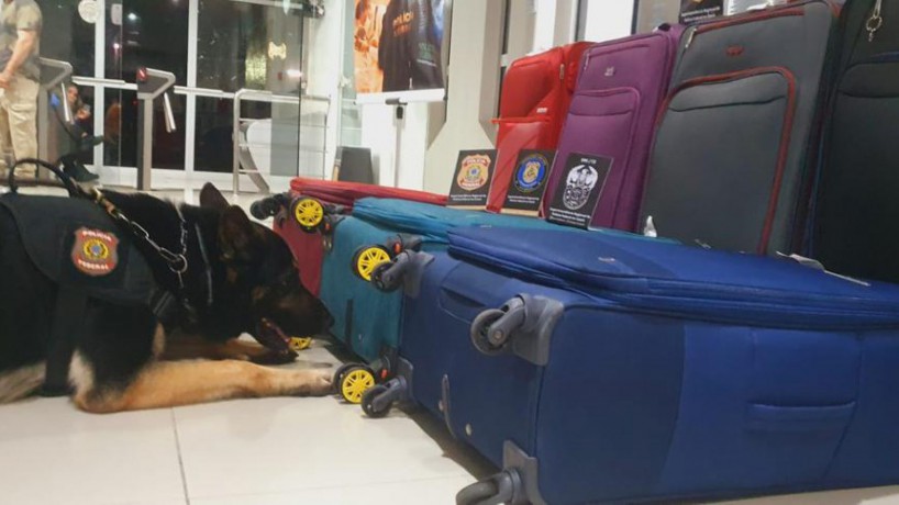 ￼Identificação das malas com cocaína no Aeroporto de Fortaleza, na noite de domingo, 30, foi feita com a atuação do cão pastor Kano, da Polícia Federal