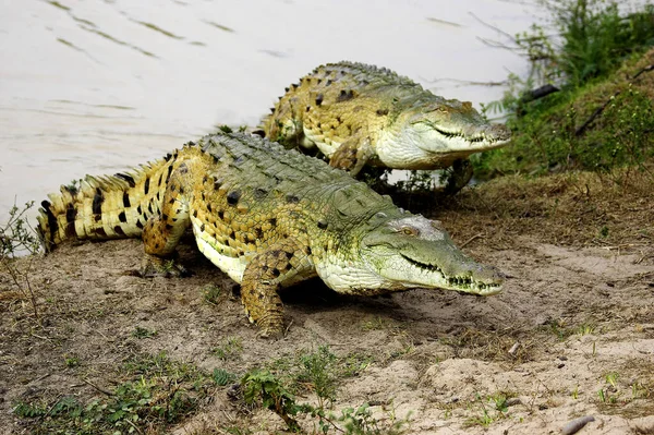 O réptil estava em estado crítico de extinção 