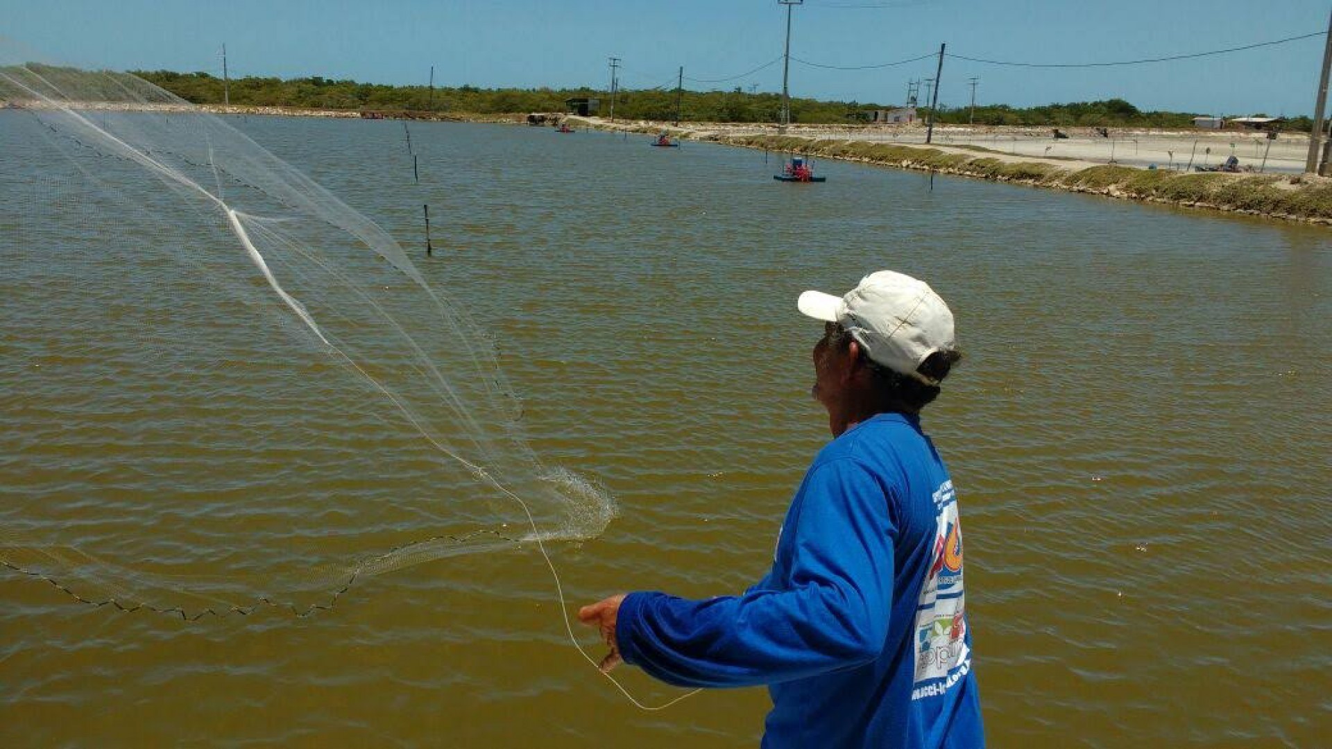 Produção de camarão de cativeiro avança no Ceará, agregando valor com histórias das fazendas e selos de denominação de origem  (Foto: Divulgação )