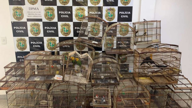 As aves foram encontradas em uma residência no bairro Serrinha, na Capital