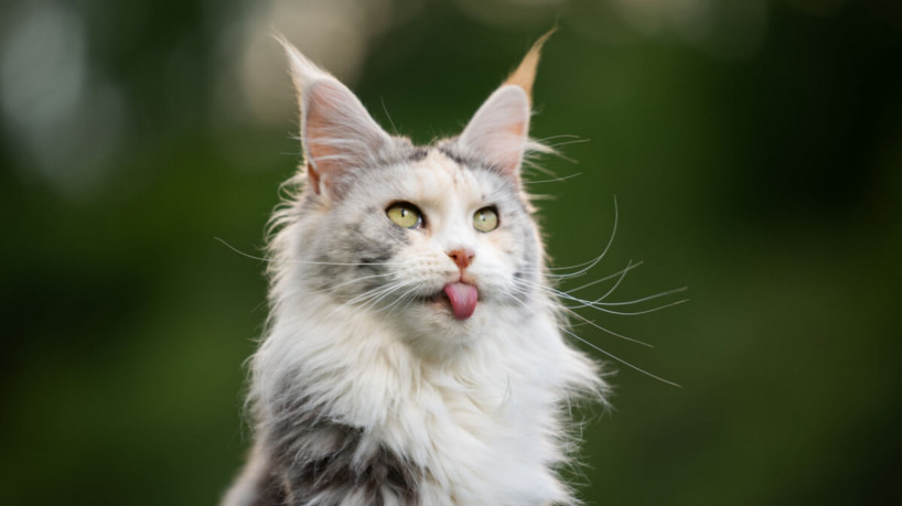 4 cuidados com o gato da raça maine coon 