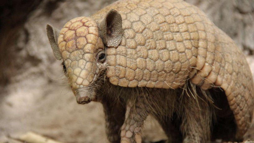 Tatu-bola-do-nordeste (Tolypeutes-tricinctus), que habita o território cearense, é uma das espécies ameaçadas de extinção 