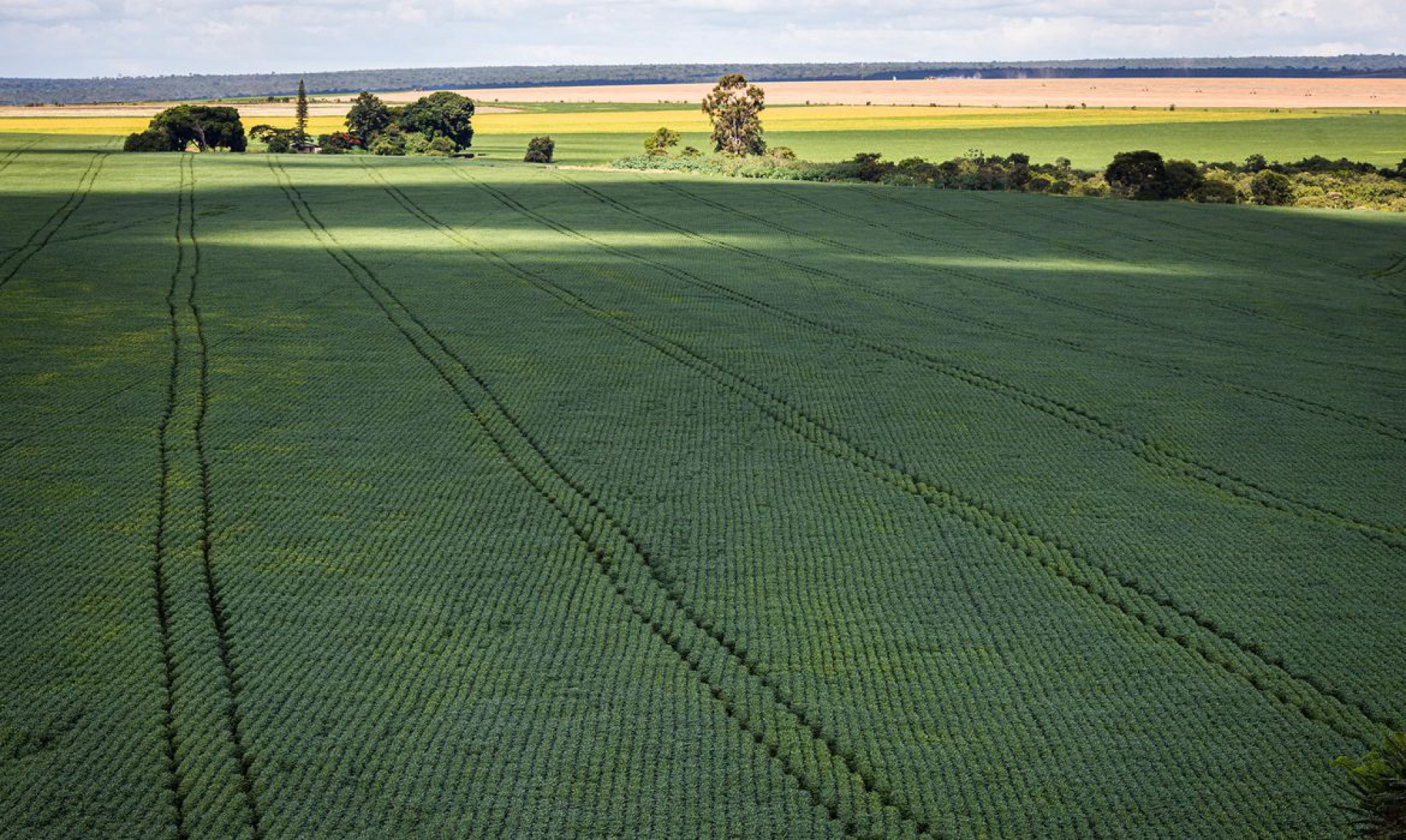 Berço das águas, Cerrado recebe 600 mi de litros de agrotóxico por ano (Foto: Wenderson Araujo)