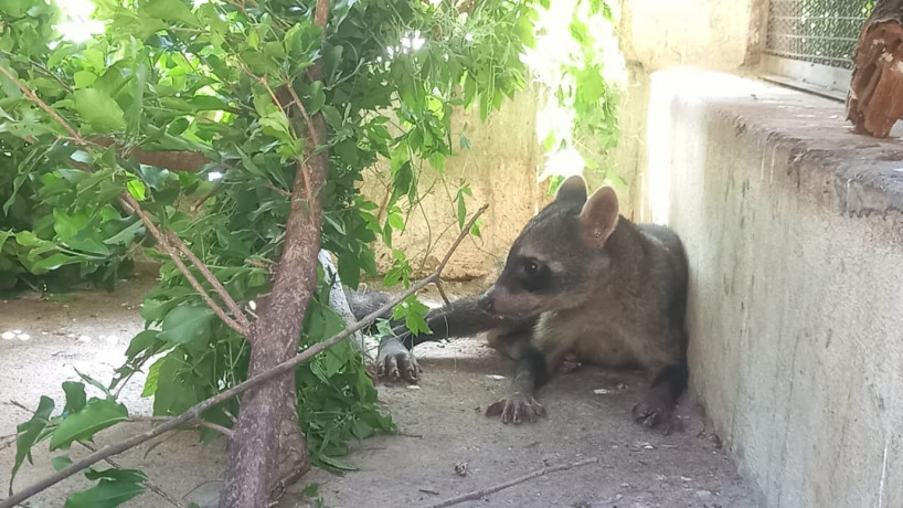 Guaxinim resgatado em Juazeiro do Norte