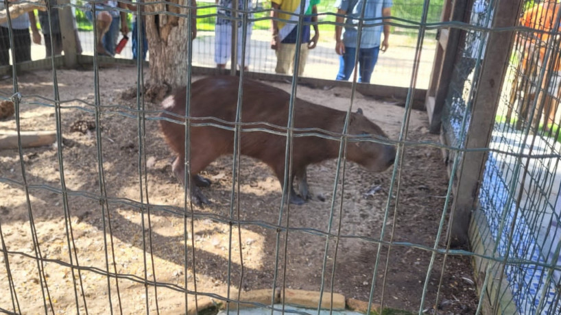 Capivara foi resgatada na Praia de Iracema, em Fortaleza