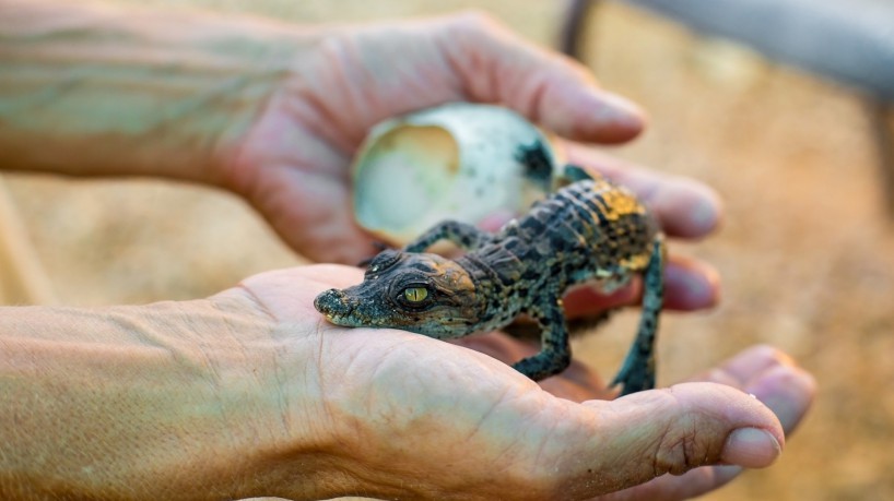 Fêmea de crocodilo gera sozinha filhote com DNA 99,9% idêntico ao seu após passar anos isolada dos machos