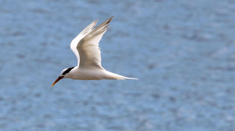 Rio de Janeiro (RJ) –  Rio de Janeiro confirma terceiro caso de Gripe Aviária detectado na Ilha do Governador. As aves contaminadas são da espécie Thalasseus acuflavidus, conhecida como Trinta-réis-bando. Foto: Foto: Wikimedia/Cesar Augusto Chirosa Horie