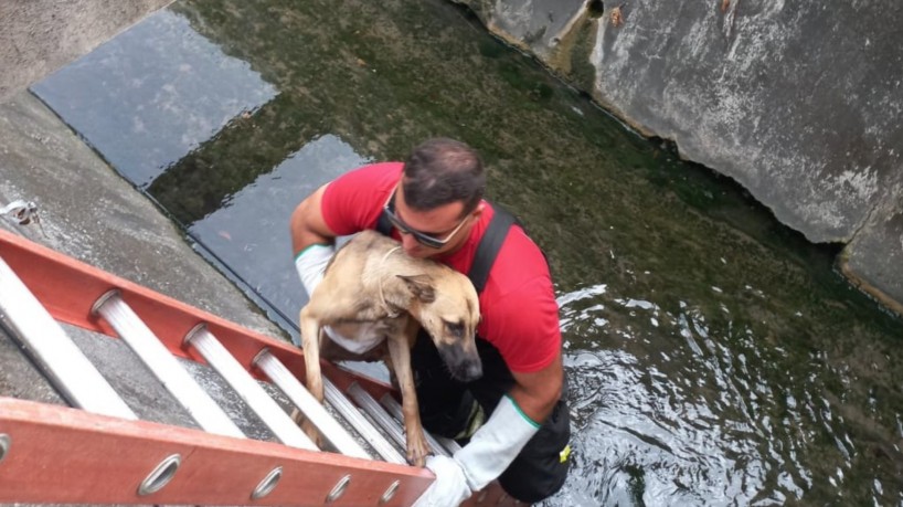 Cachorro perdido em canal é resgatado pelo Corpo de Bombeiros, em Fortaleza 