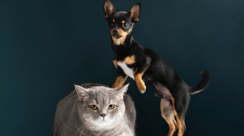 Socialização entre cachorro e gato exige paciência (Imagem: Freepik | Freepik) 