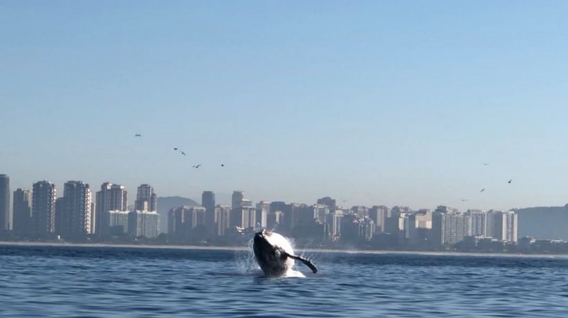 A baleia-jubarte foi vista saltando em frente à praia da Barra da Tijuca