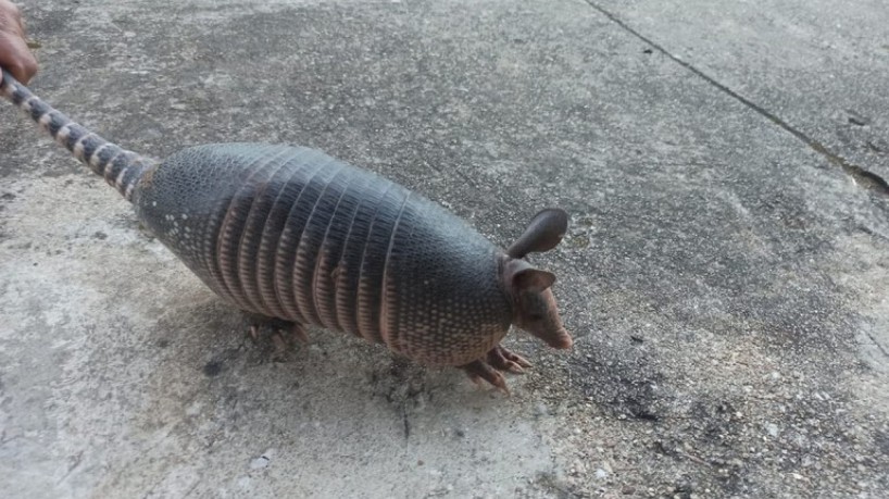 Tatu-galinha é resgatado na BR-222, em Tianguá
