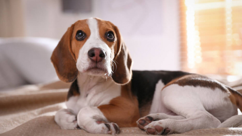 Os beagles são cachorros conhecidos por sua personalidade animada e sociável (Imagem: New Africa | Shutterstock)