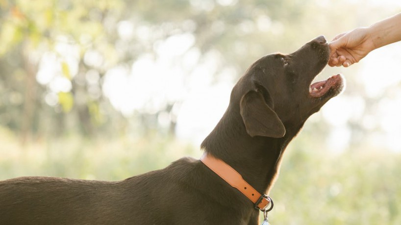 Determinados alimentos podem fazer muito mal aos cachorros e não devem ser oferecidos pelos donos 