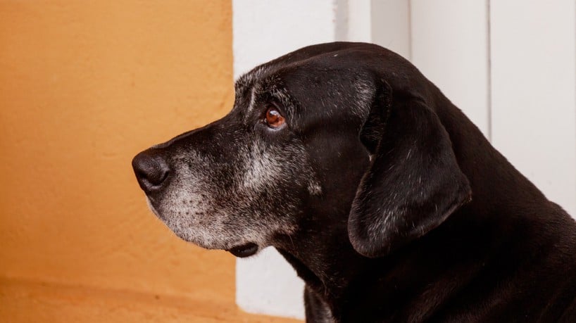 meu cachorro morreu e agora não tenho dinheiro para spoofer no