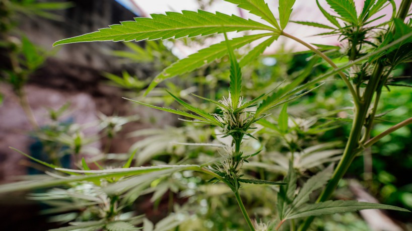 FORTALEZA-CE, BRASIL, 28-06-2023:. Cannabis Medicinal. Sítio em que sua dona tem autorização para fazer o auto-cultivo da maconha medicinal. (Foto: Júlio Caesar/O Povo)