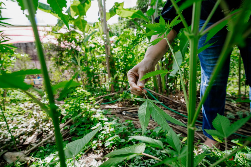 Cannabis Medicinal. Sítio em Fortaleza com autorização para fazer o cultivo da maconha para uso terapêutico(Foto: JÚLIO CAESAR)