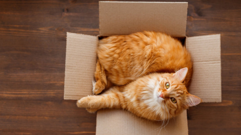 As caixas oferecem aos gatos um senso de segurança e proteção (Imagem: Konstantin Aksenov | Shutterstock) - Portal EdiCase