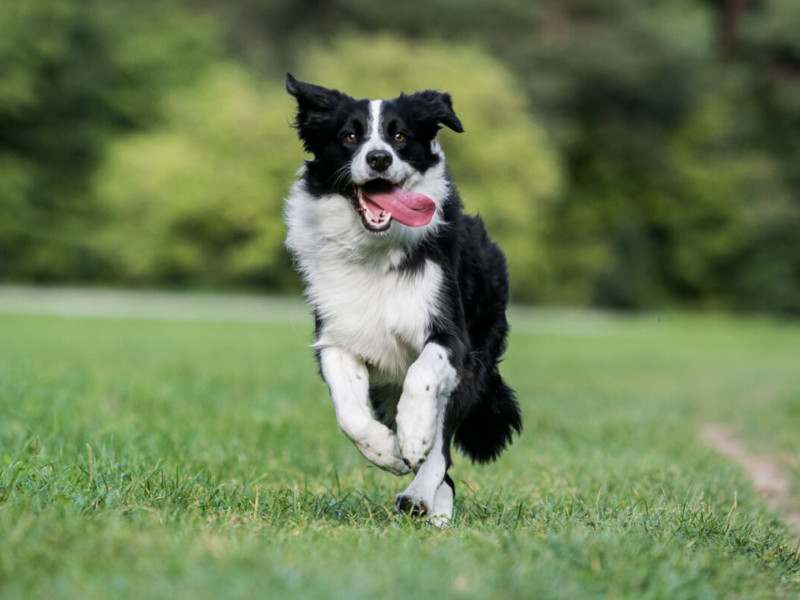 5 VANTAGENS e DESVANTAGENS de adotar um BORDER COLLIE 🐶✓ 