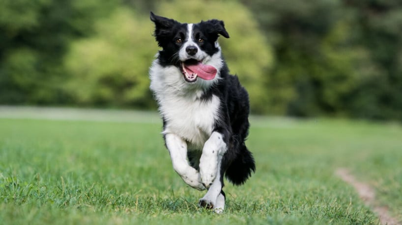 O border collie tem pelagem densa e sedosa (Imagem: Aneta Jungerova |
Shutterstock)
