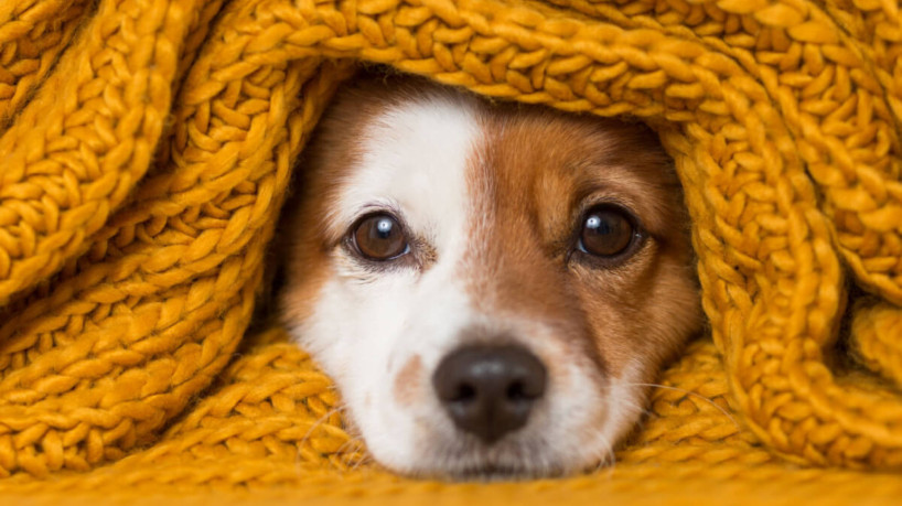 Cachorros podem demonstrar que estão com frio de várias formas (Imagem: eva_blanco | Shutterstock) - Portal EdiCase